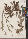 Foto von Salix aurita L. x Salix lapponum L.